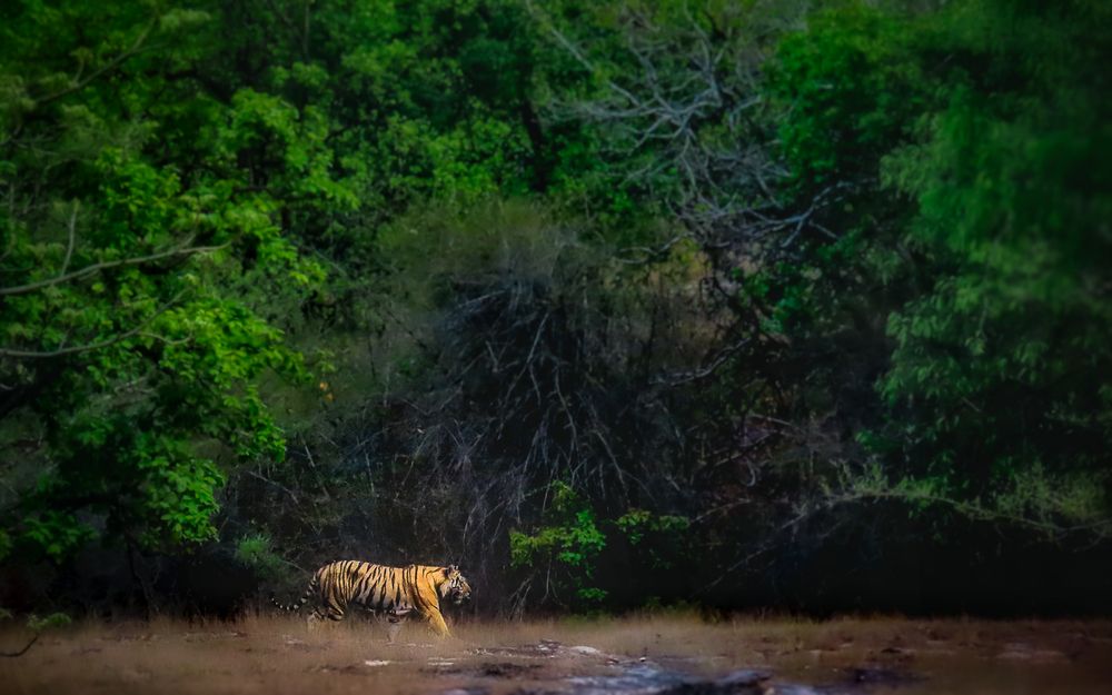 Photograph by Tanusri RoyChowdhury