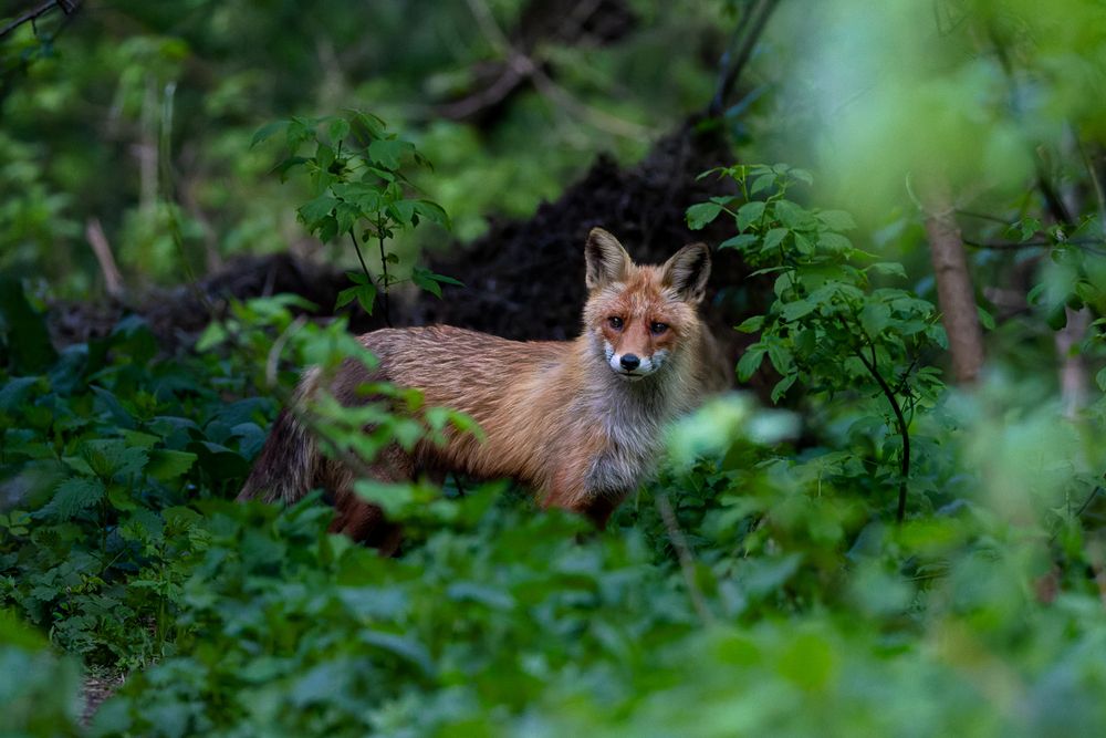 Photograph by Вера Машина