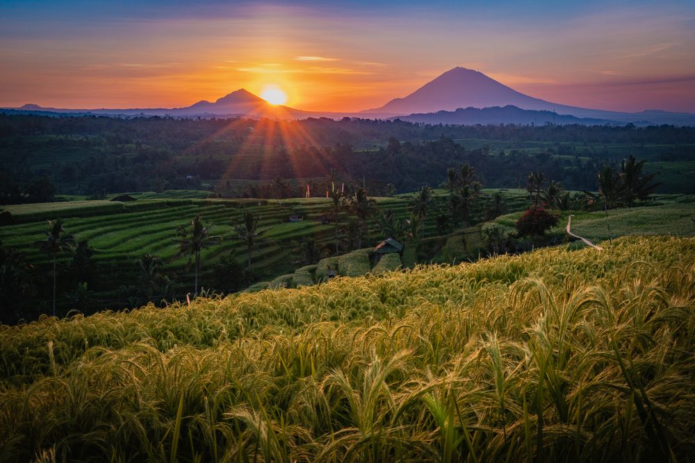 Simfoni Pagi Terasering Bali