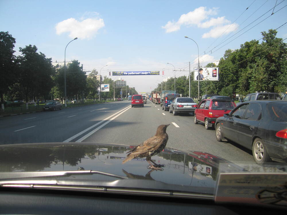 Photograph by Михаил Строев