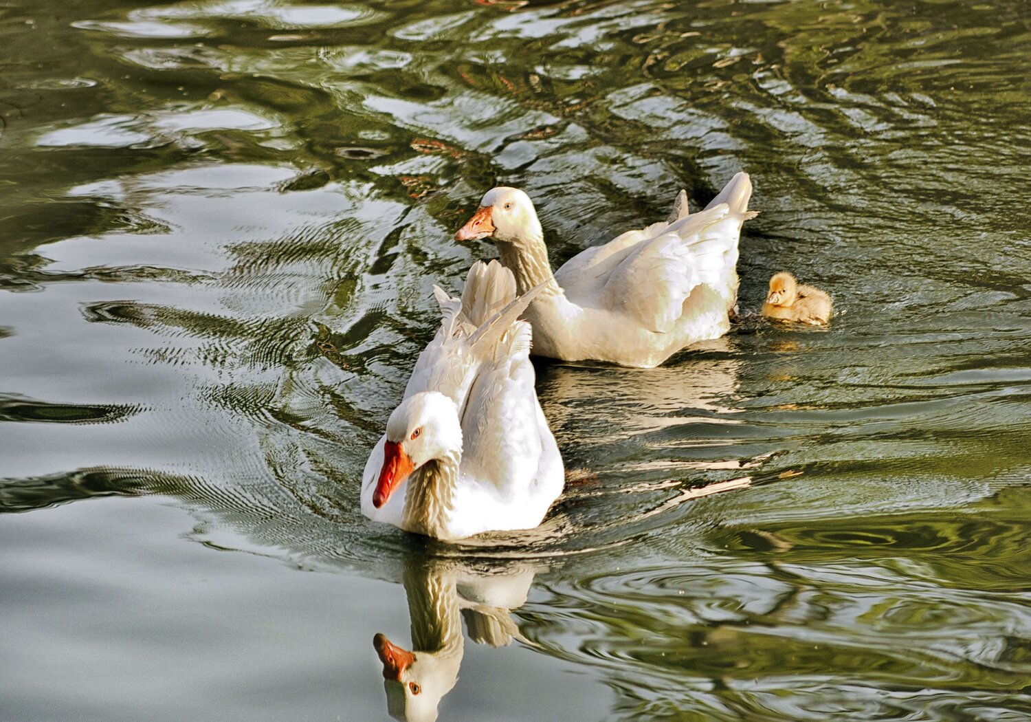Photo #13555250