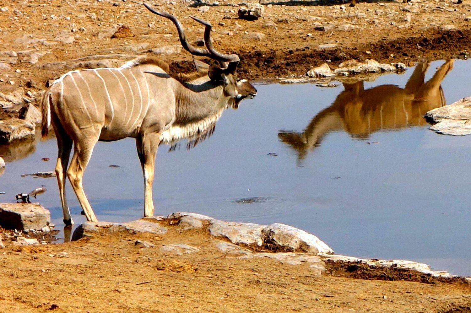 Eland gigante