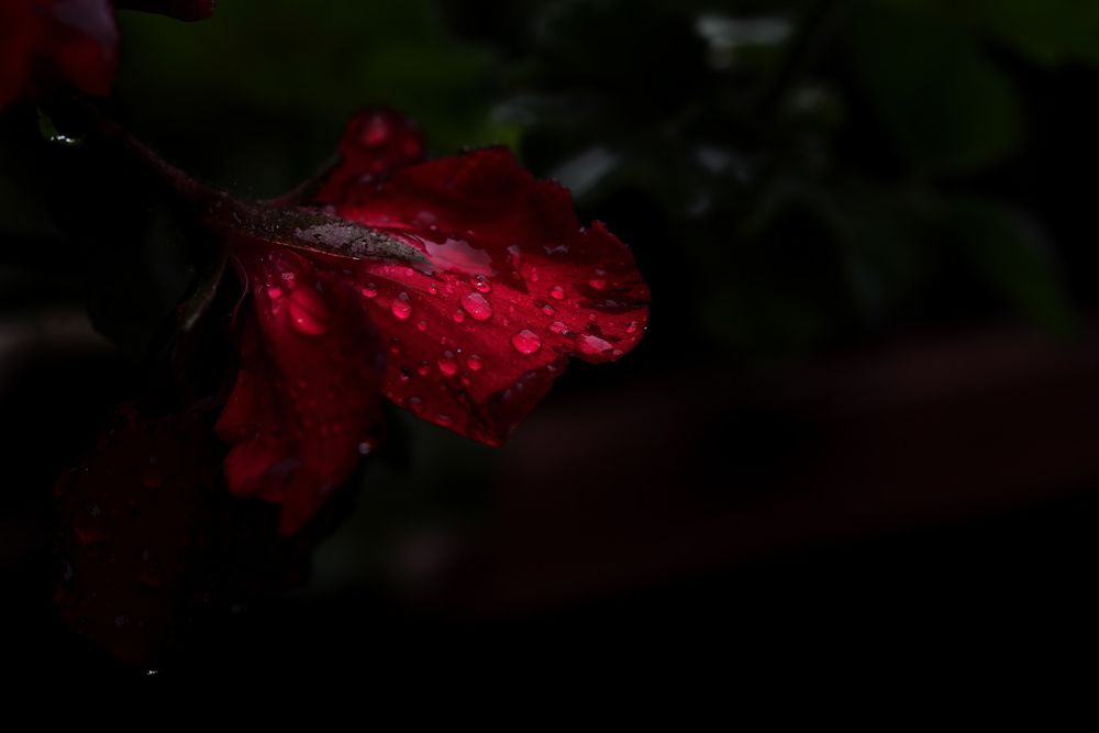 Red in the Dark