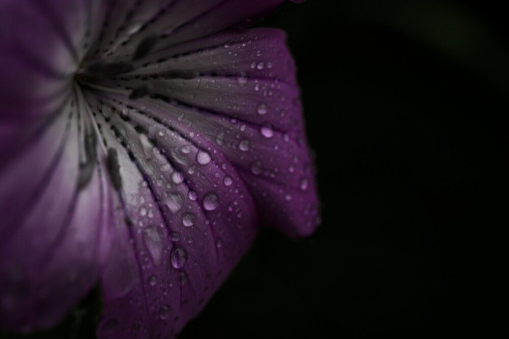 Purple Silence