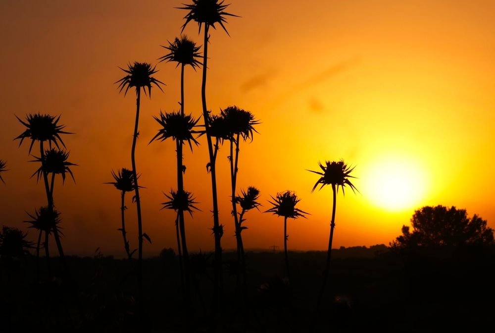 Photograph by Merav Zuberman Perkal