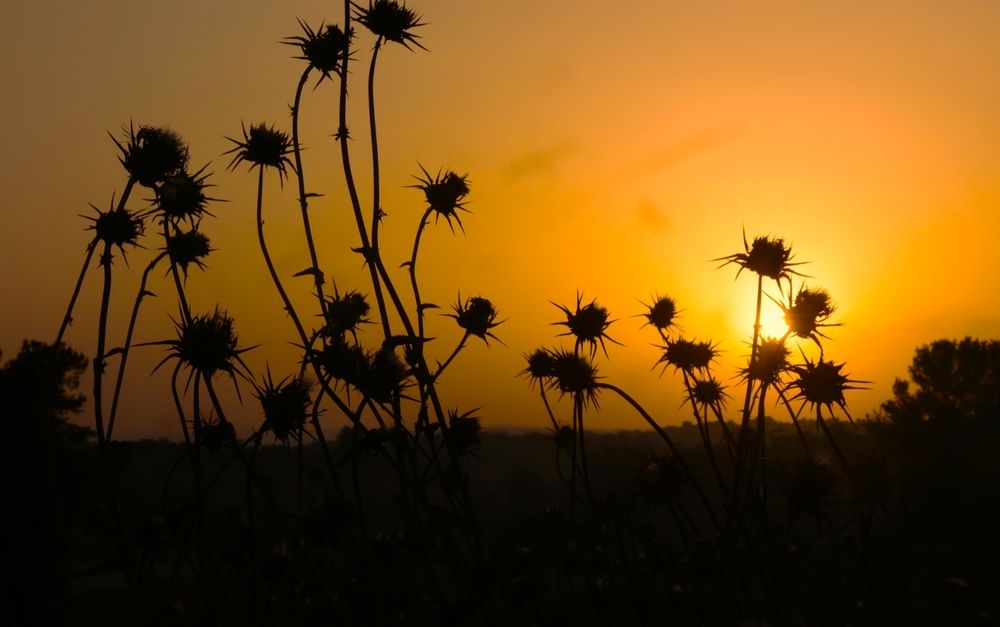 Photograph by Merav Zuberman Perkal