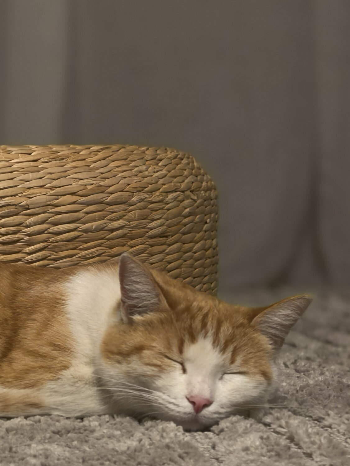 Photo #13555968
