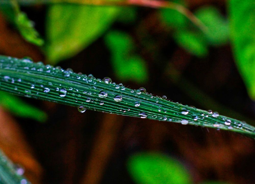 Rows of Dew at the Leaf’s Edge