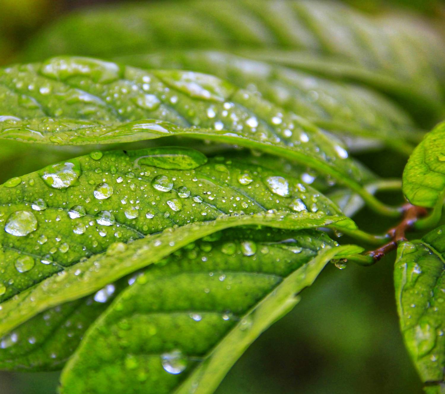 A Gentle Rain on Green Leaves