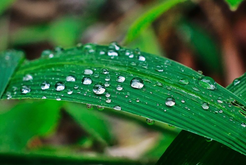 “Cermin Mini di Ujung Daun” (Tiny Mirrors at the Leaf’s Tip)