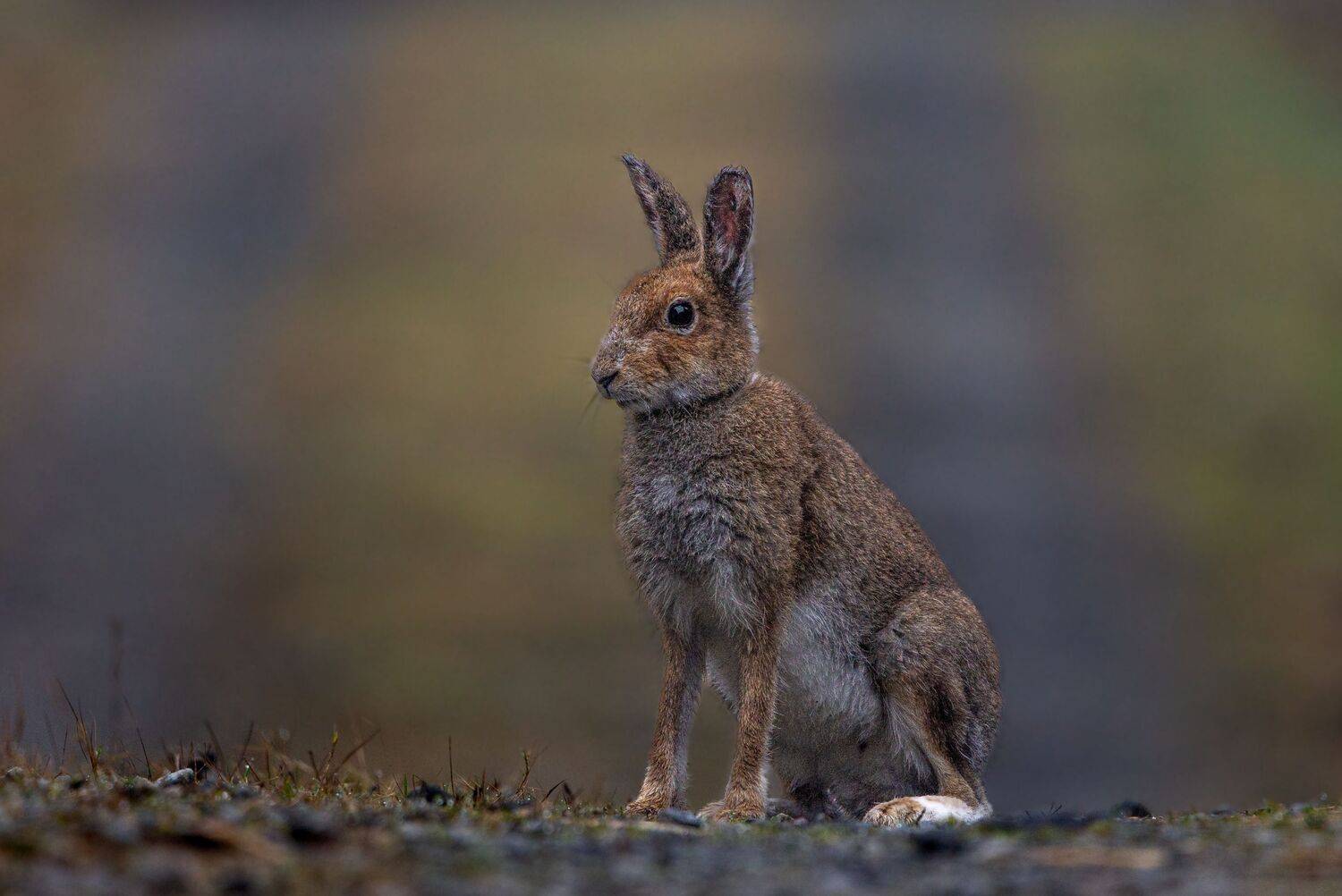 Hare