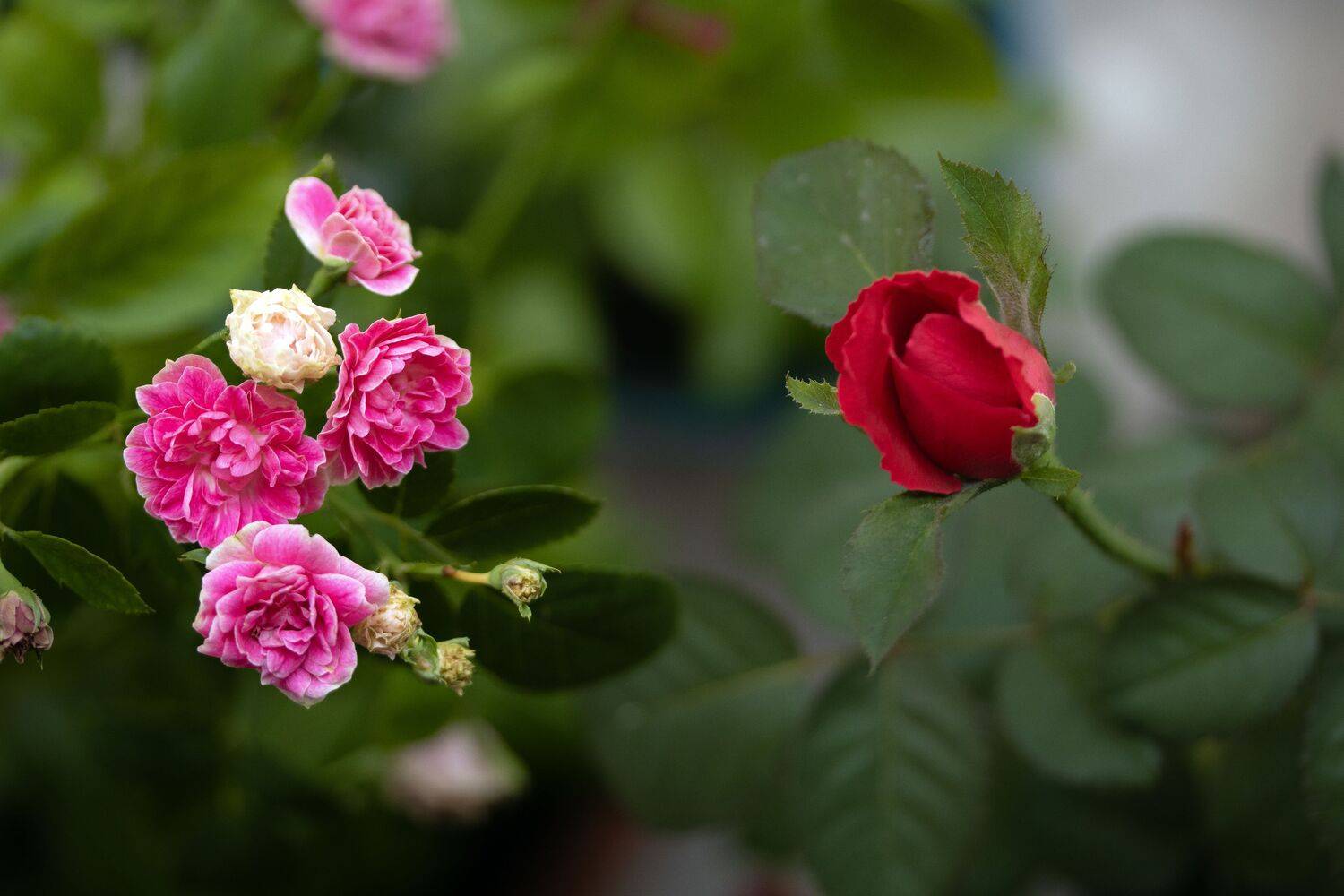 Blossoms of Contrast