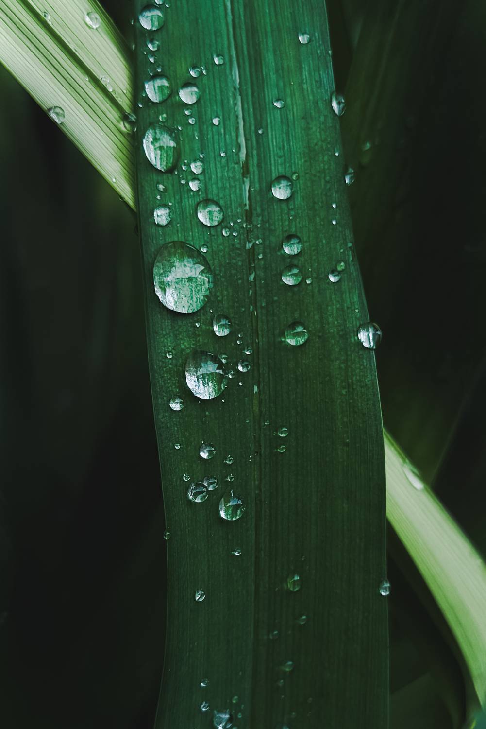 Photo #13556755