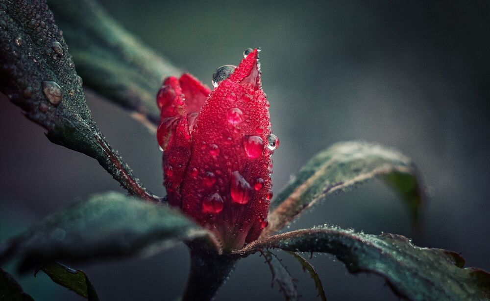 Photograph by Щербак Анатолий