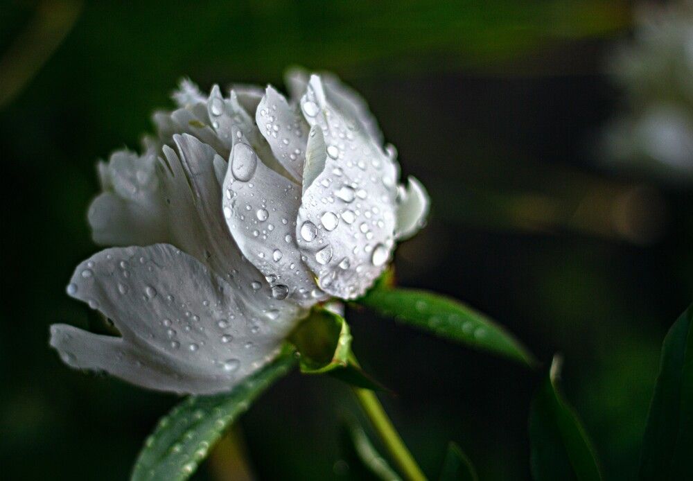 Photograph by Наталья Шевелева