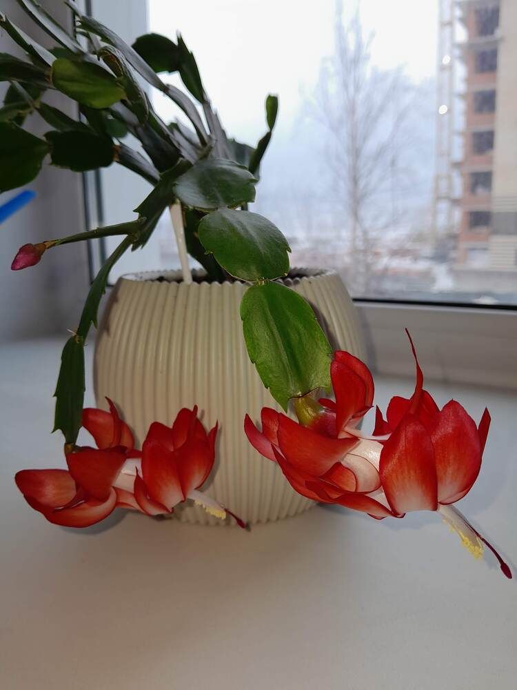 Photograph by Виталий Глазачев