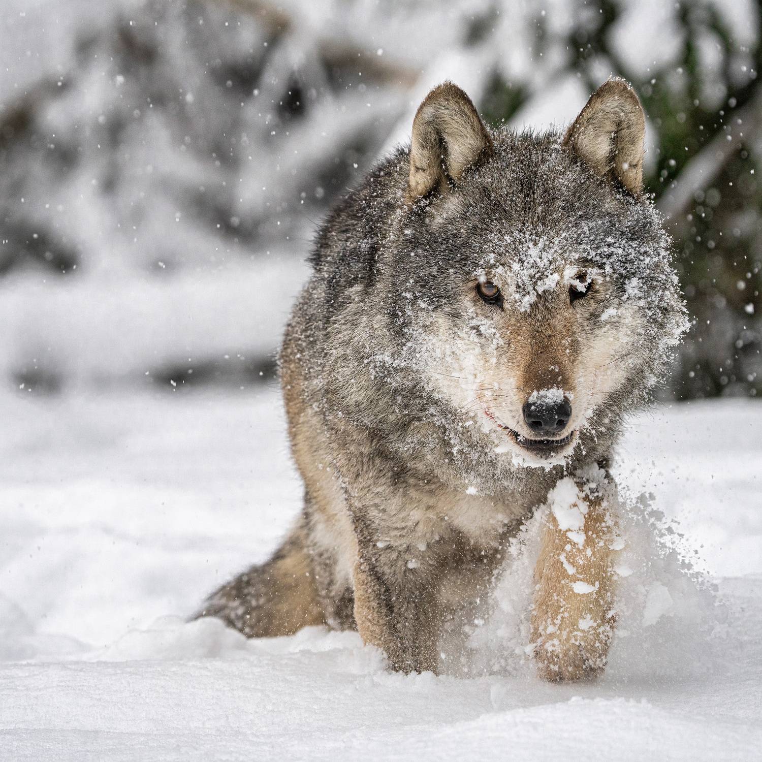Photo #13557641