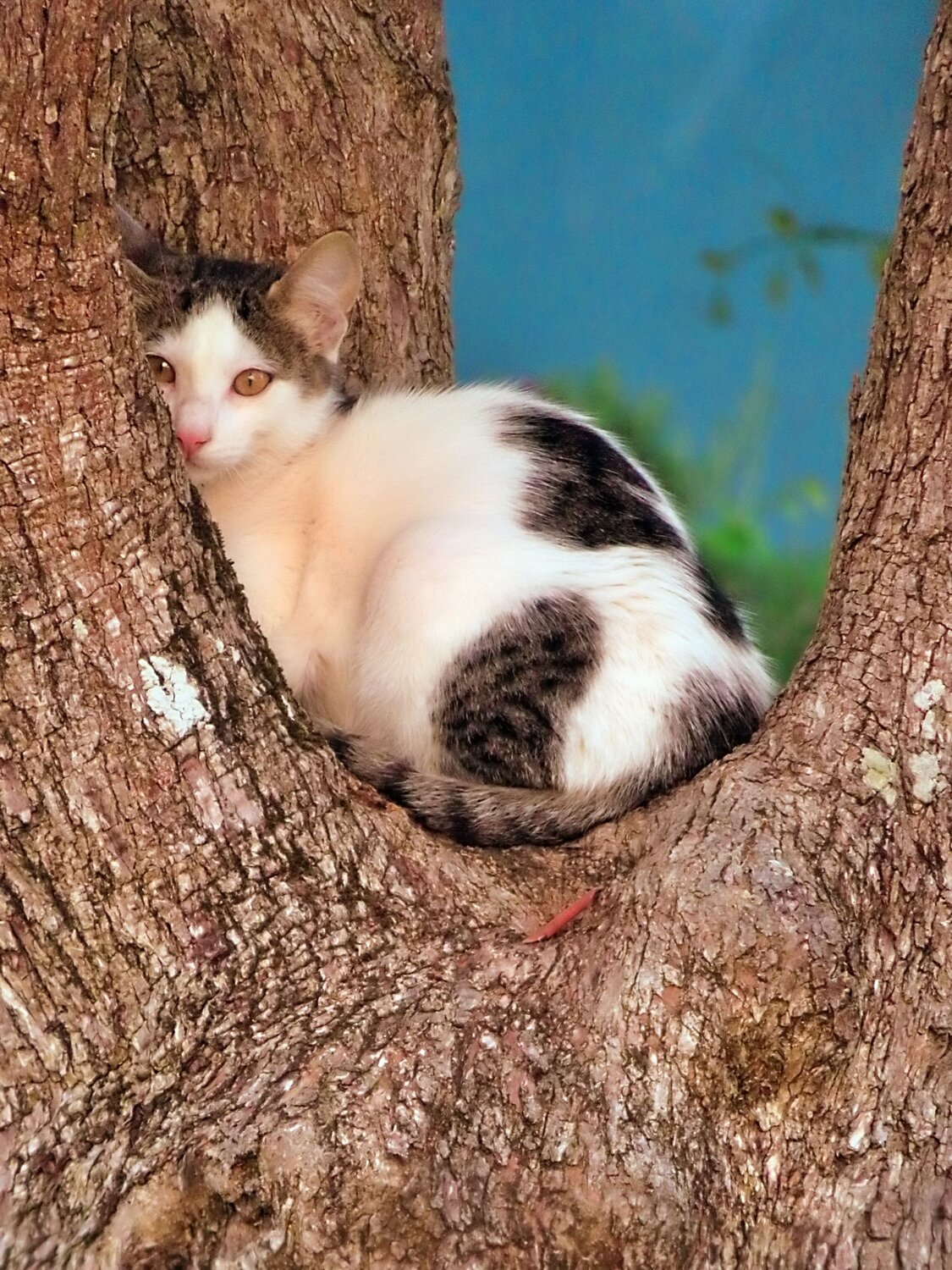 Photo #13557986