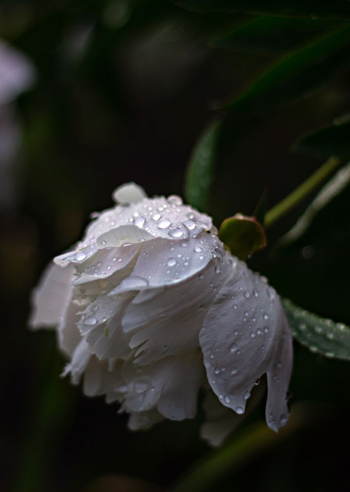 Photograph by Наталья Шевелева