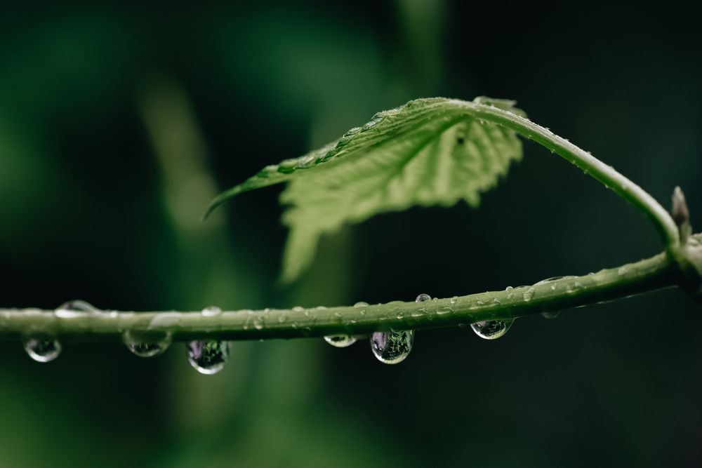 Photograph by Александра Плискова