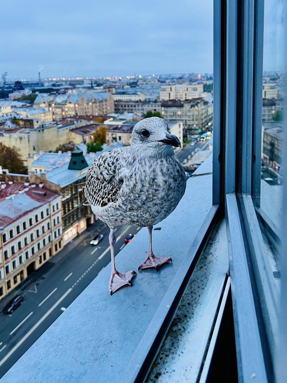 Петербуржец