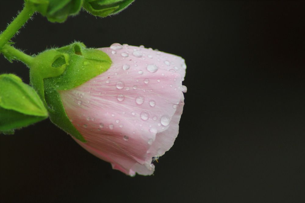 Photograph by Елена Наленч