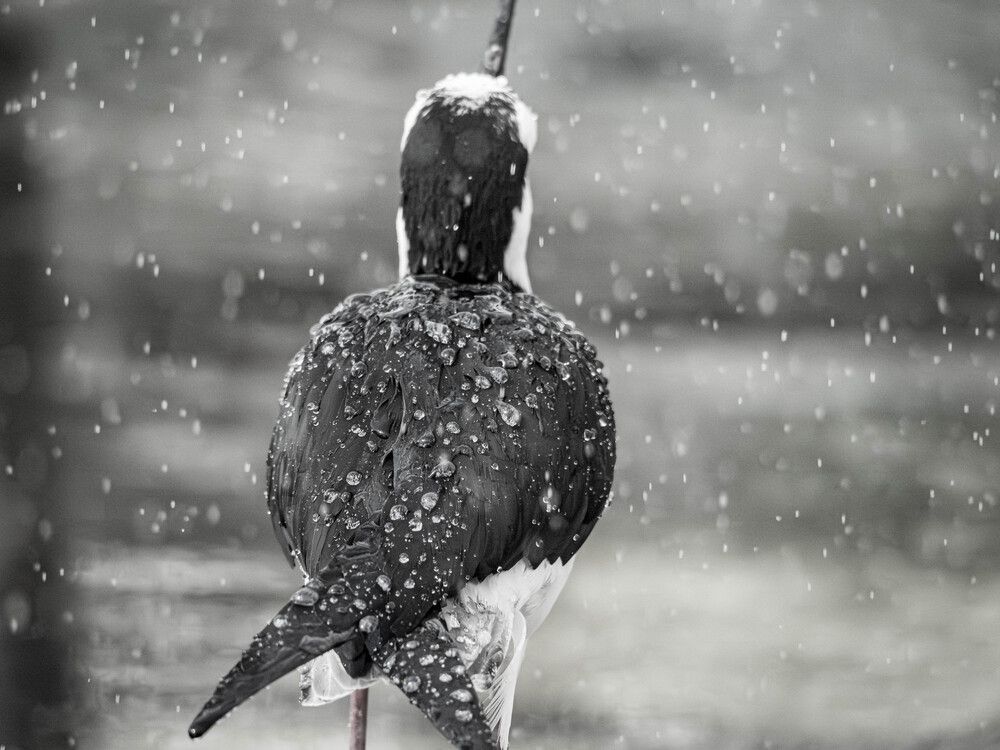 Photograph by Gunma No UMA