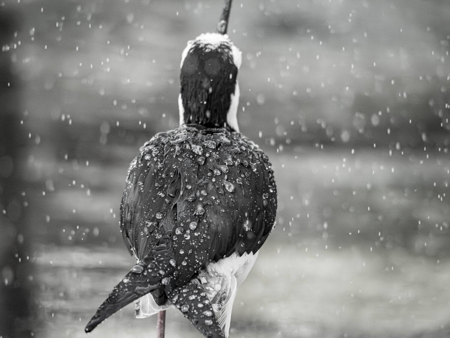 Photo #13558659
