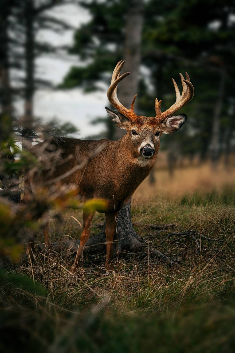 Photo #13558754