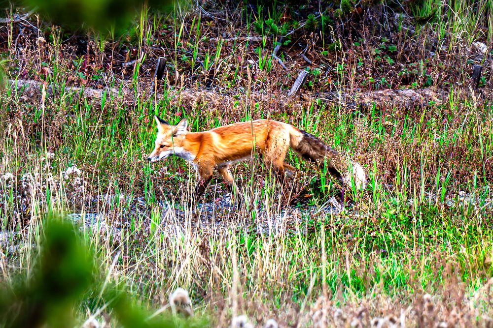 Red Fox