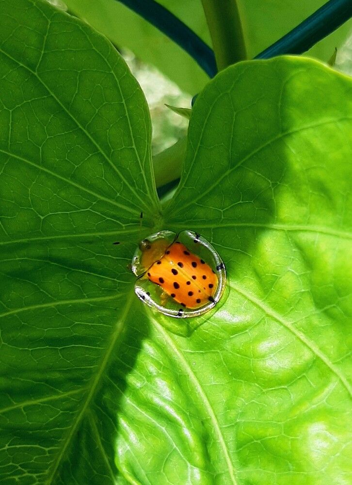 Photograph by Satish Nerlekar