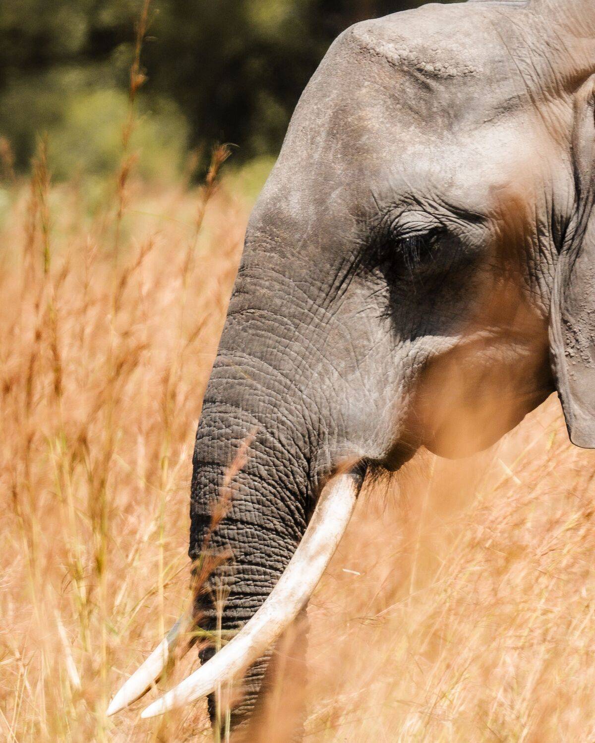 Majestic Giant