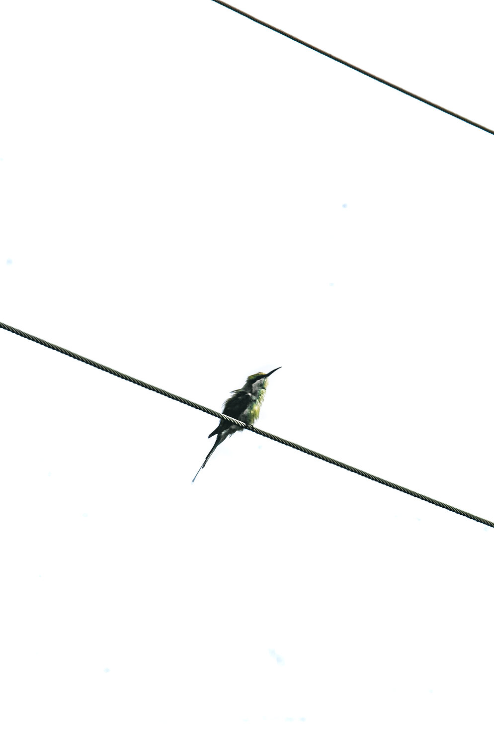Photo #13559208