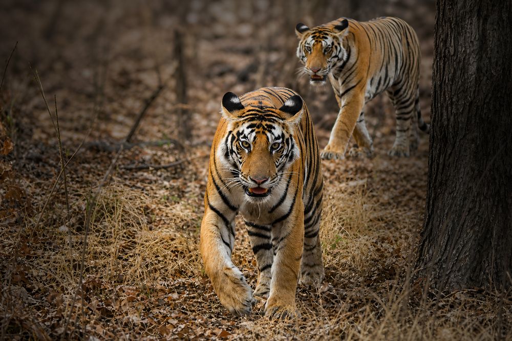 Photograph by Tanusri RoyChowdhury
