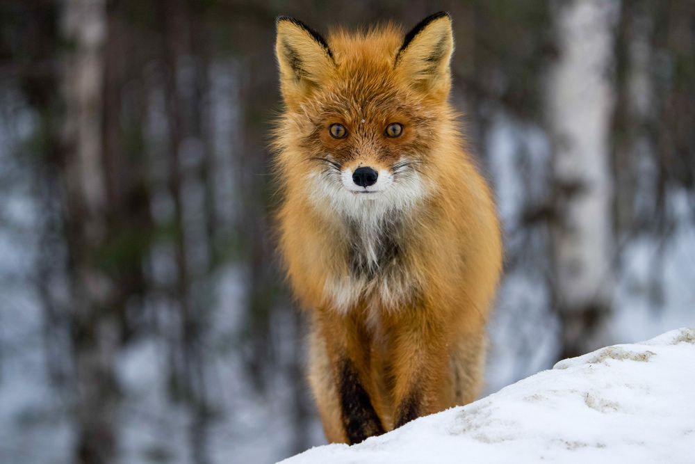 Photograph by Viktoriya Kim