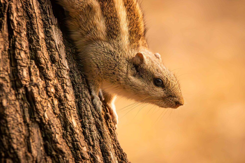 Photograph by Alexei Kriptozoy