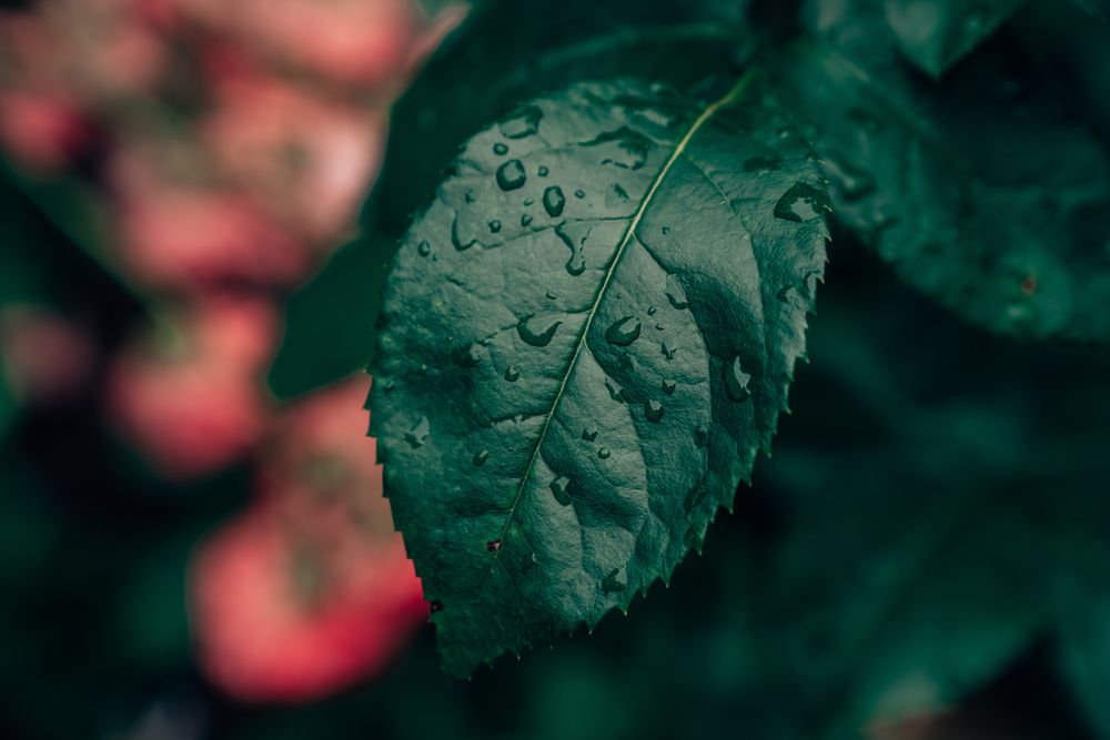 Photograph by Натали Захарова (Тай)