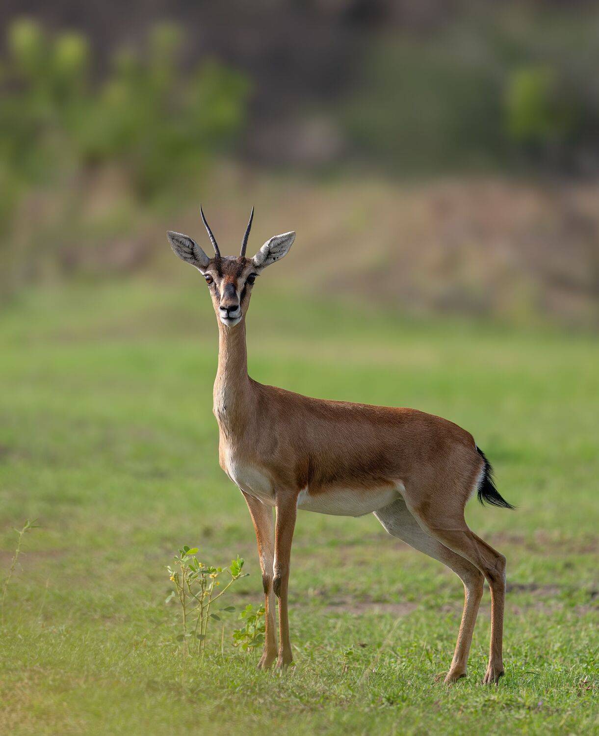 The Poised Look