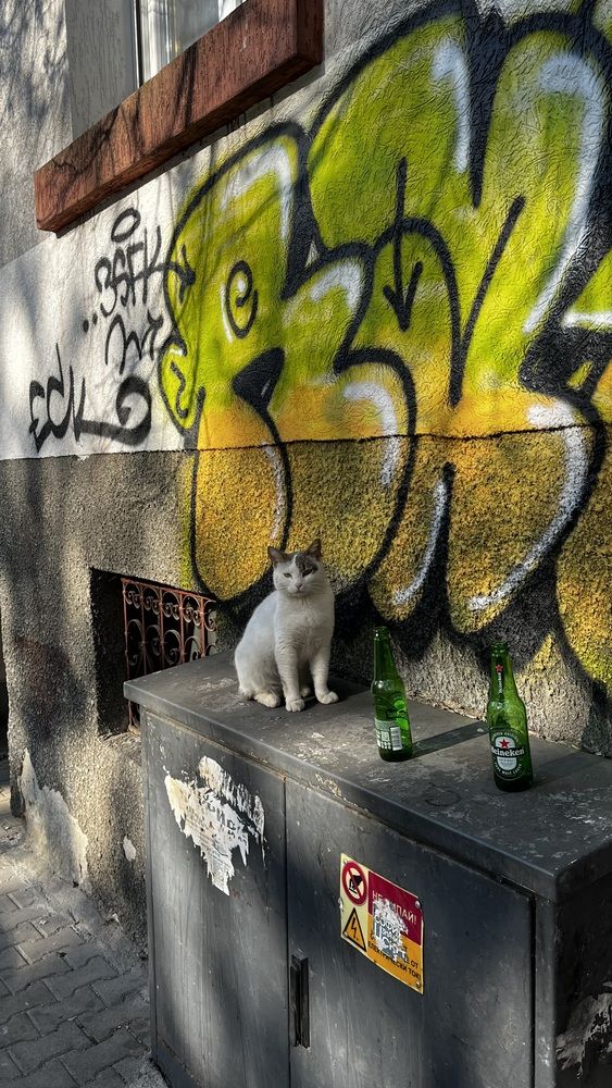 It was not me who drank it all and sprayed the wall!