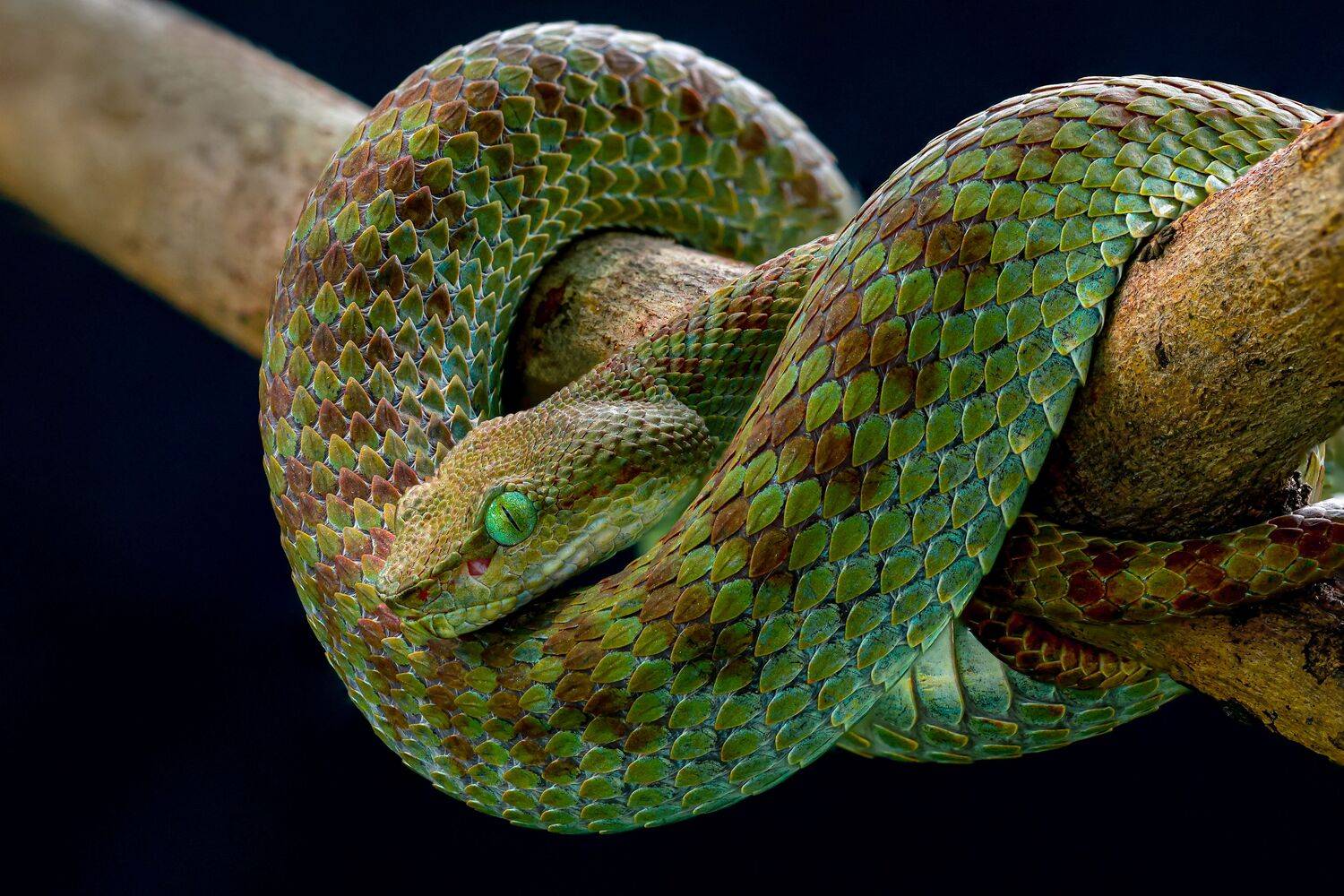 Trimeresurus truongsonensis