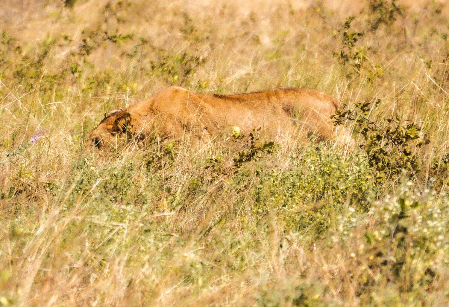 Queen of the Savanna