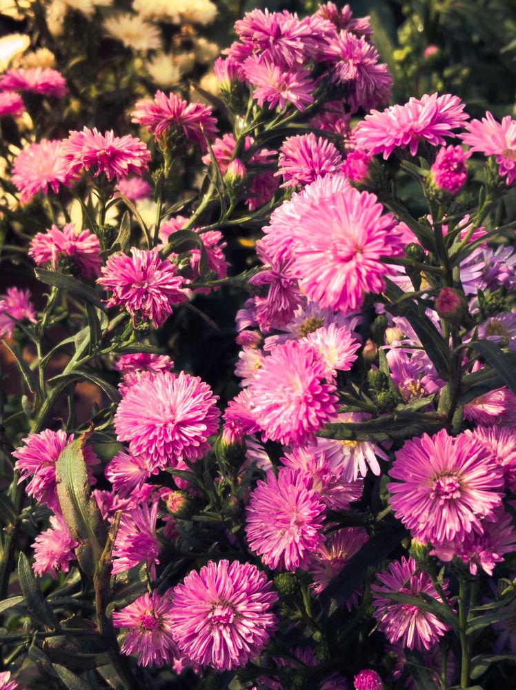 Ethereal Chrysanthemum