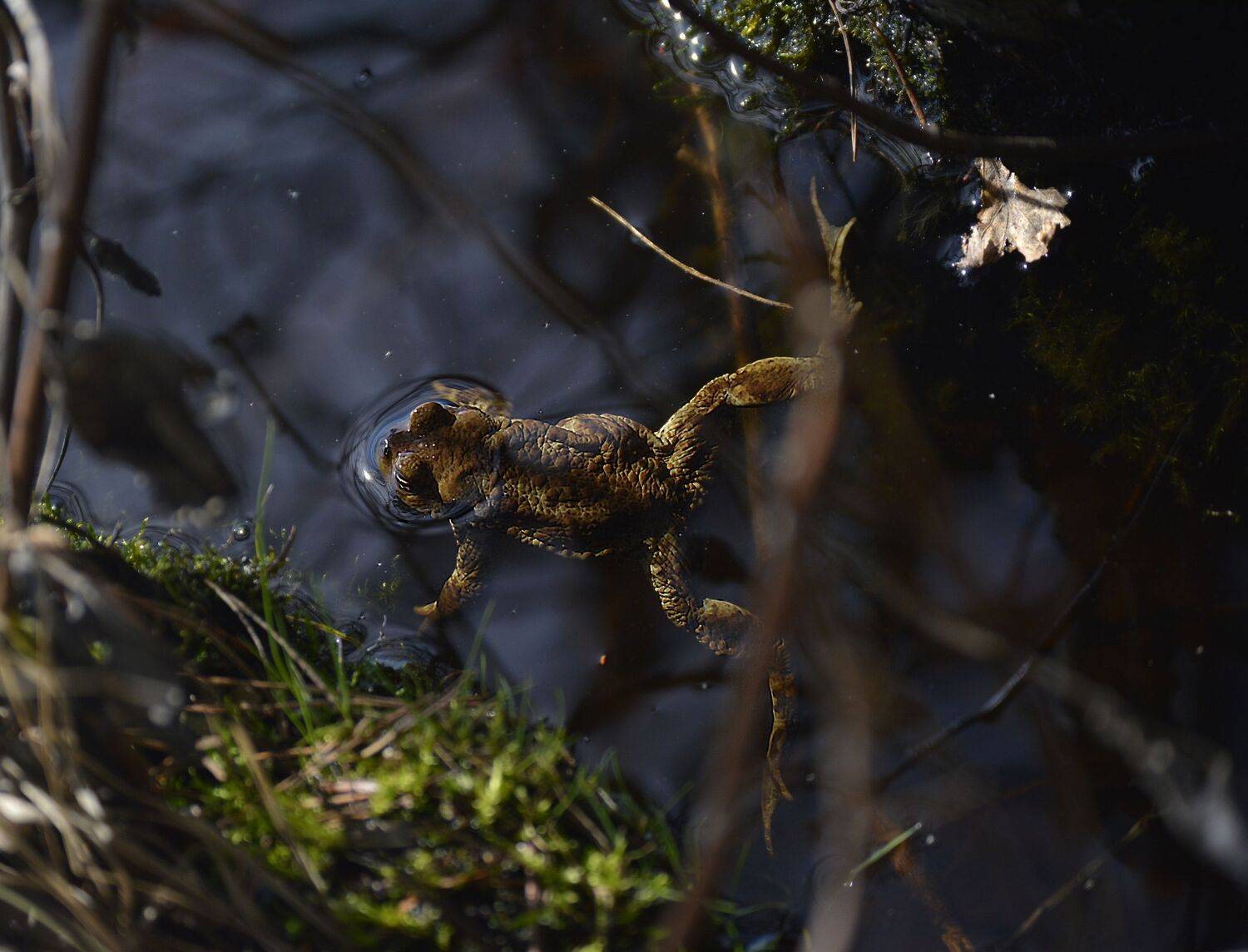 Photo #13560348