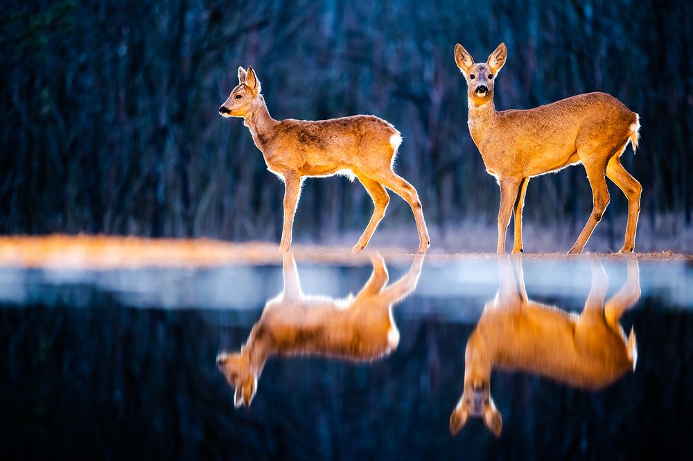 Photograph by Ervin Horesnyik