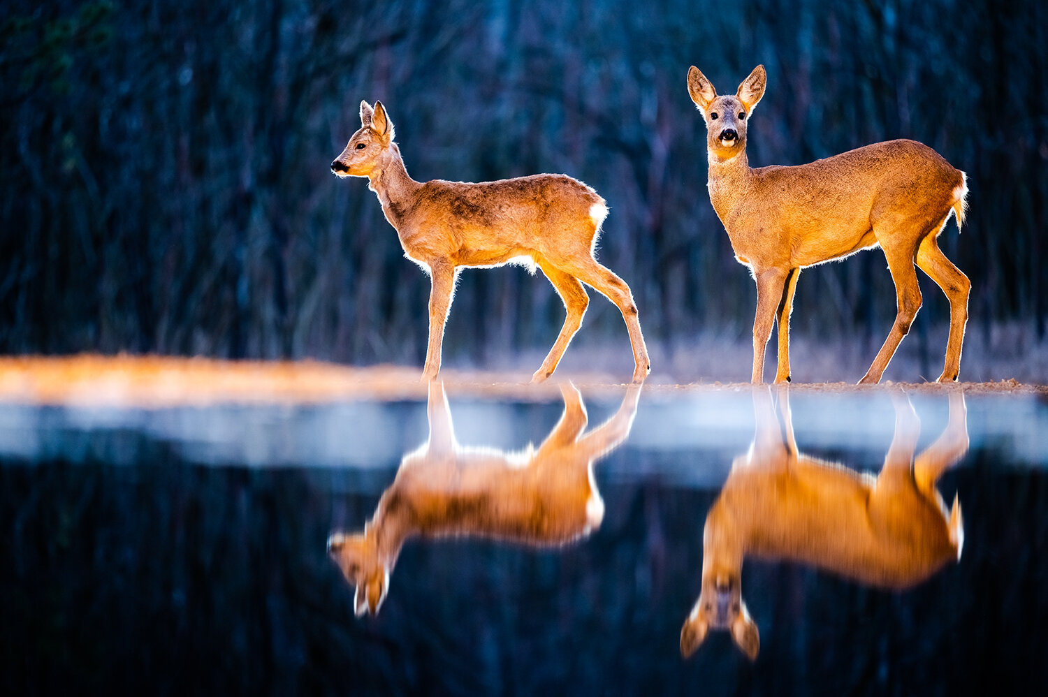 Photo #13560483
