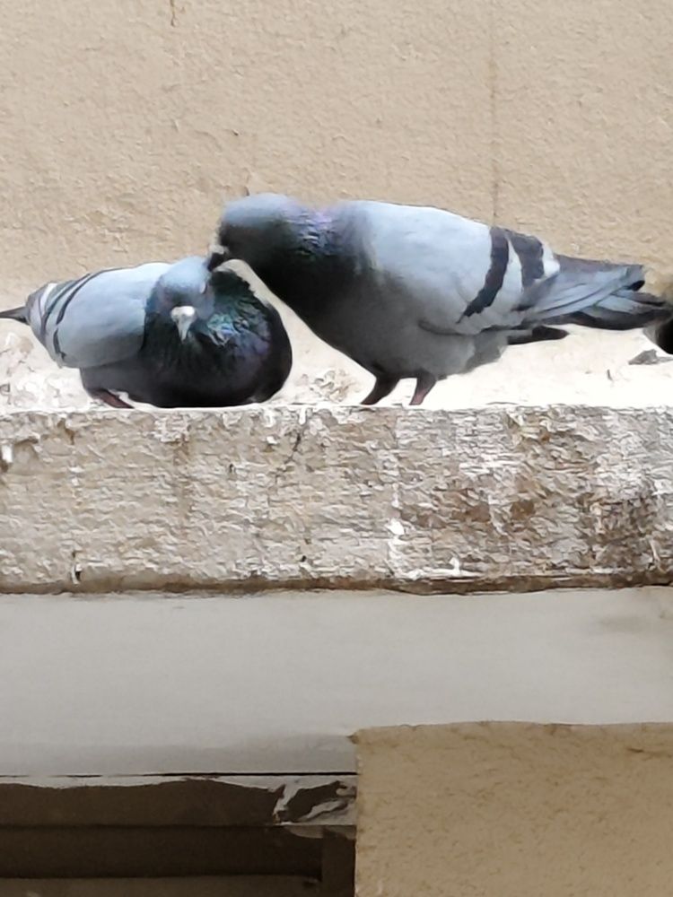 Photograph by Sattanurupa Samadder