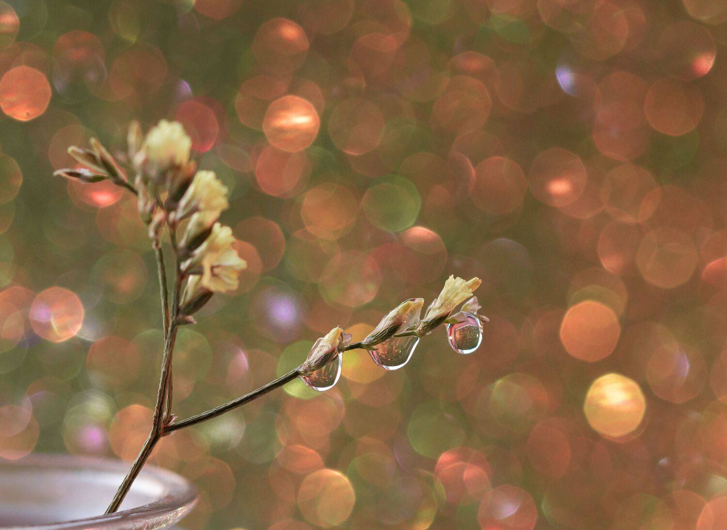 Photo #13561014