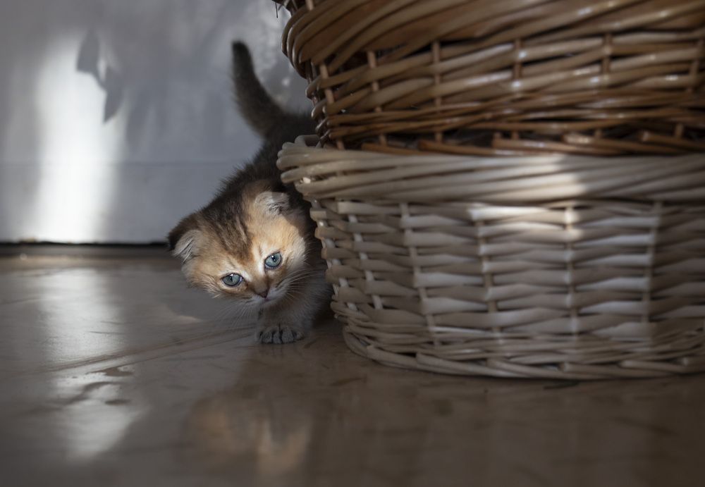 Photo #13561251