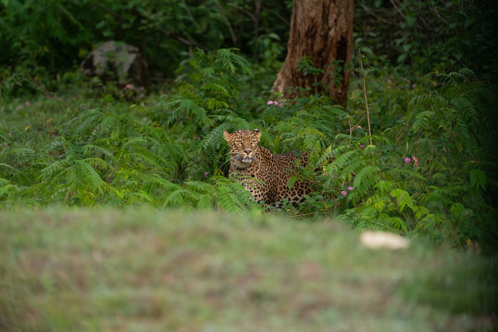 Receptionist of Bandipur