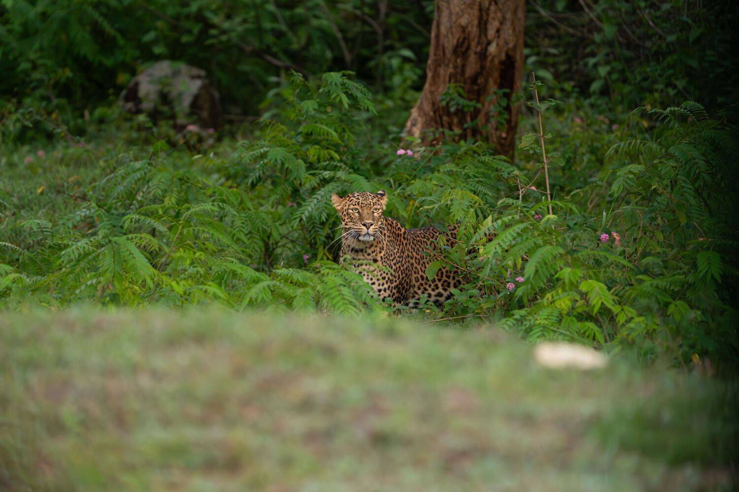 Receptionist of Bandipur